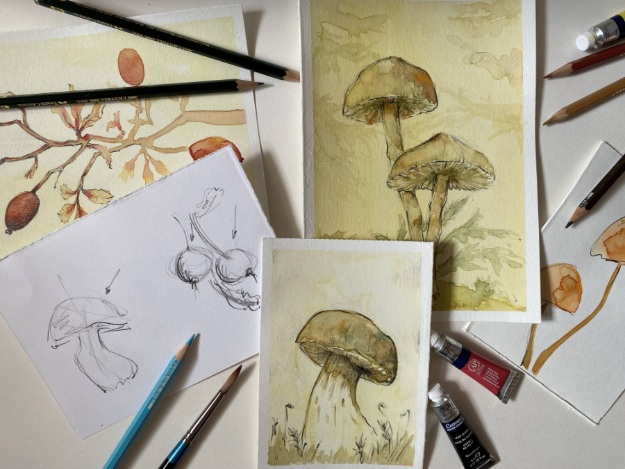 sketches from the undergrowth:  autumn nature drawings