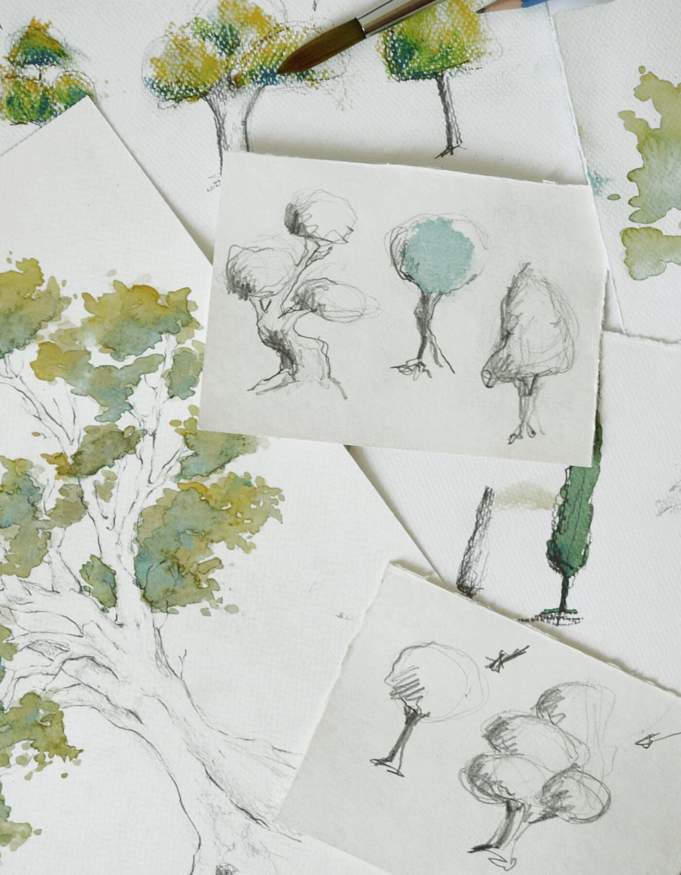 DALLO SCHIZZO AL DISEGNO - ALBERI SU CARTA